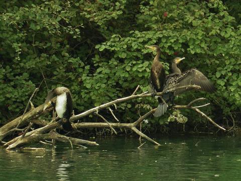 cormorans