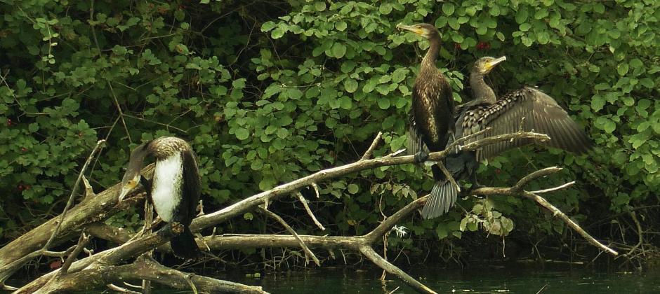 cormorans